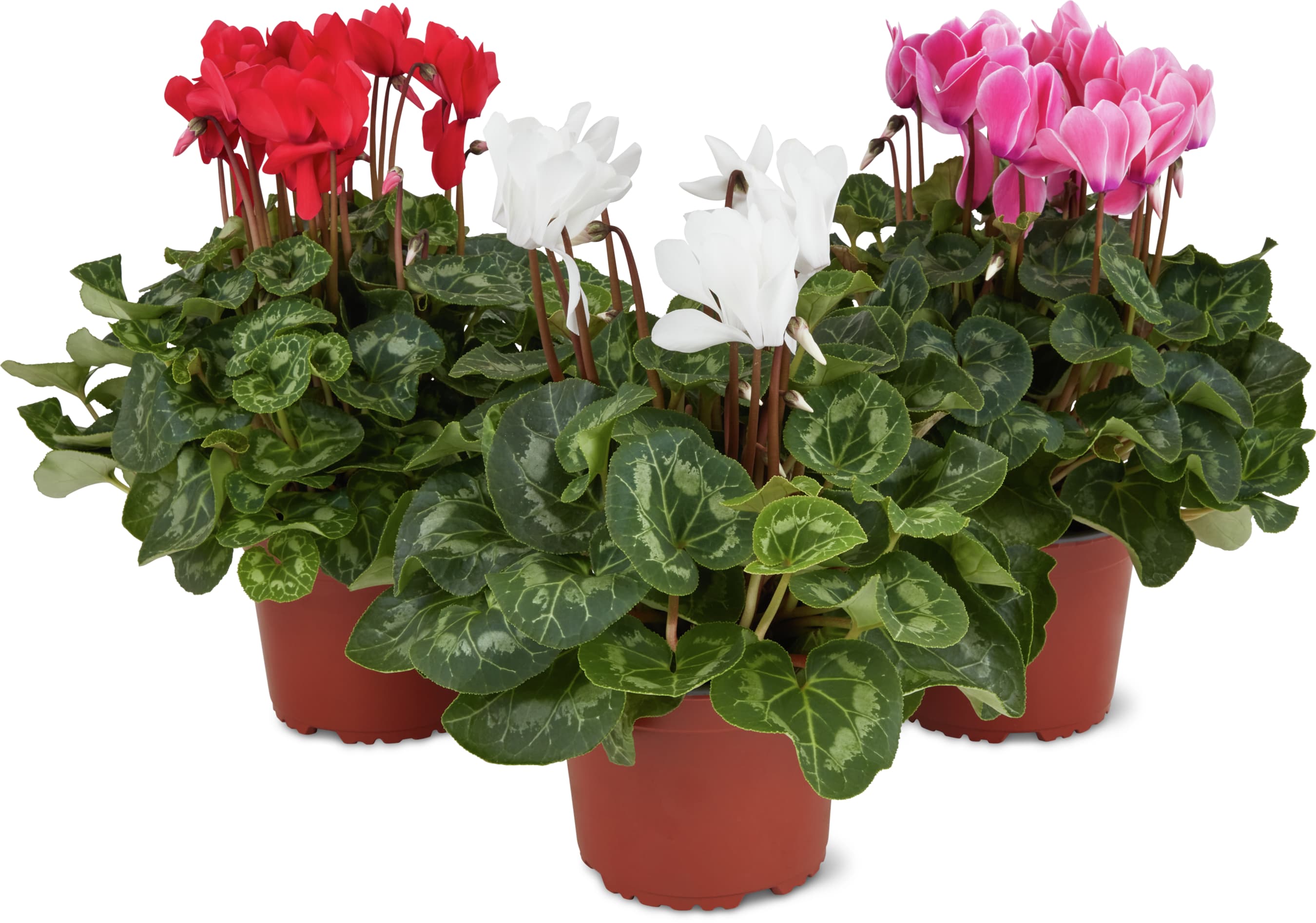 Cyclamen